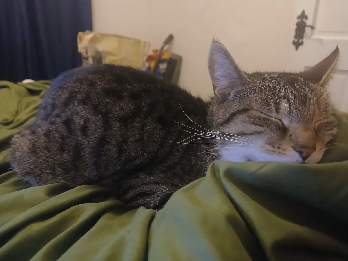 Cat - Image 2