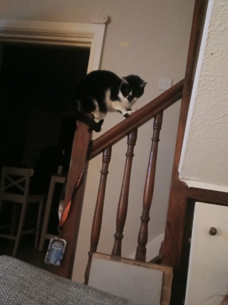 Cat - Image 3
