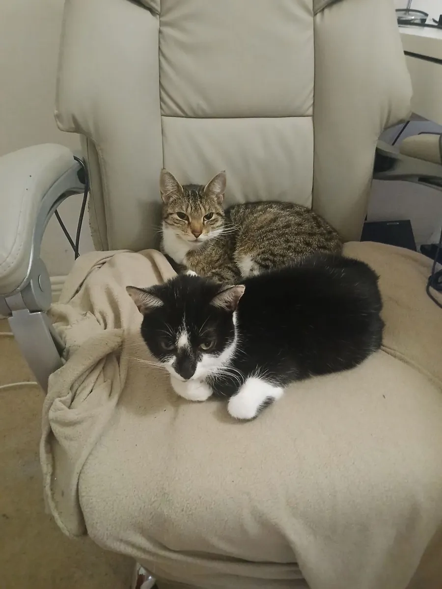 Cat - Image 1