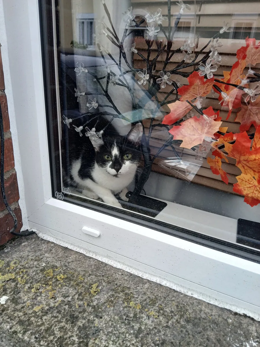Cat - Image 4