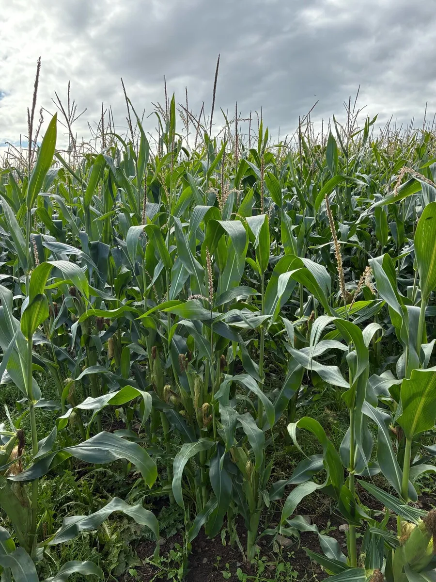 Maize for silage - Image 1