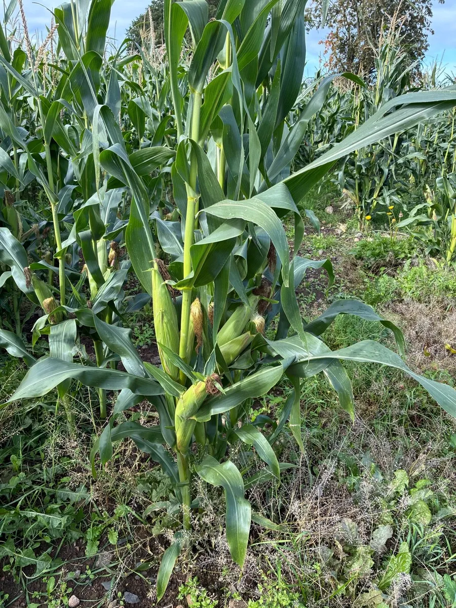 Maize for silage - Image 2