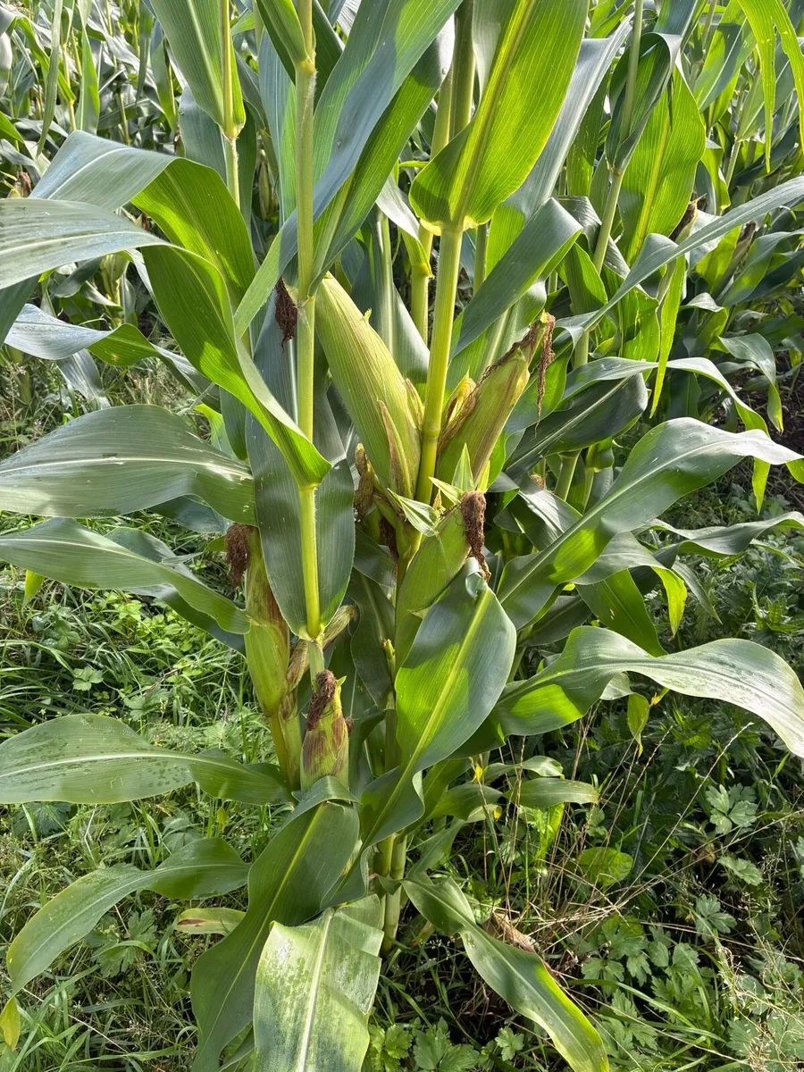 Maize for silage - Image 3