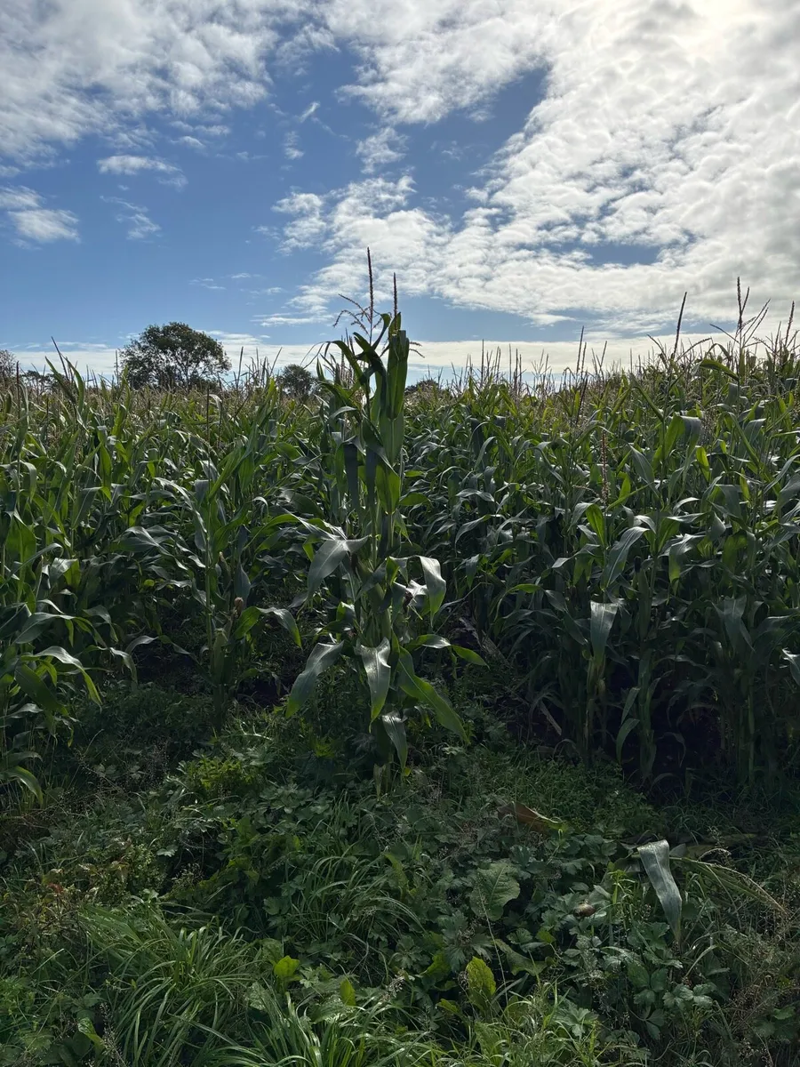 Maize for silage - Image 4