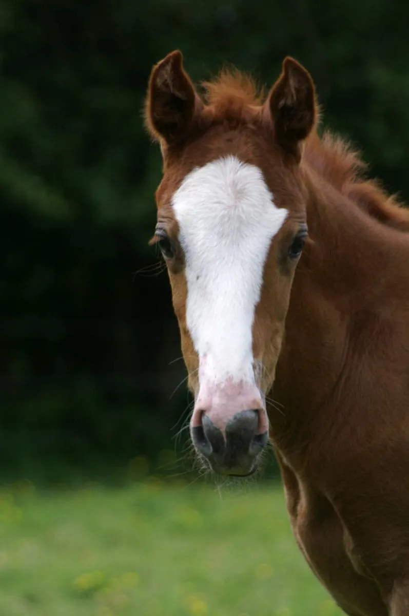 Flashy filly by Nasdaq Z - Image 4