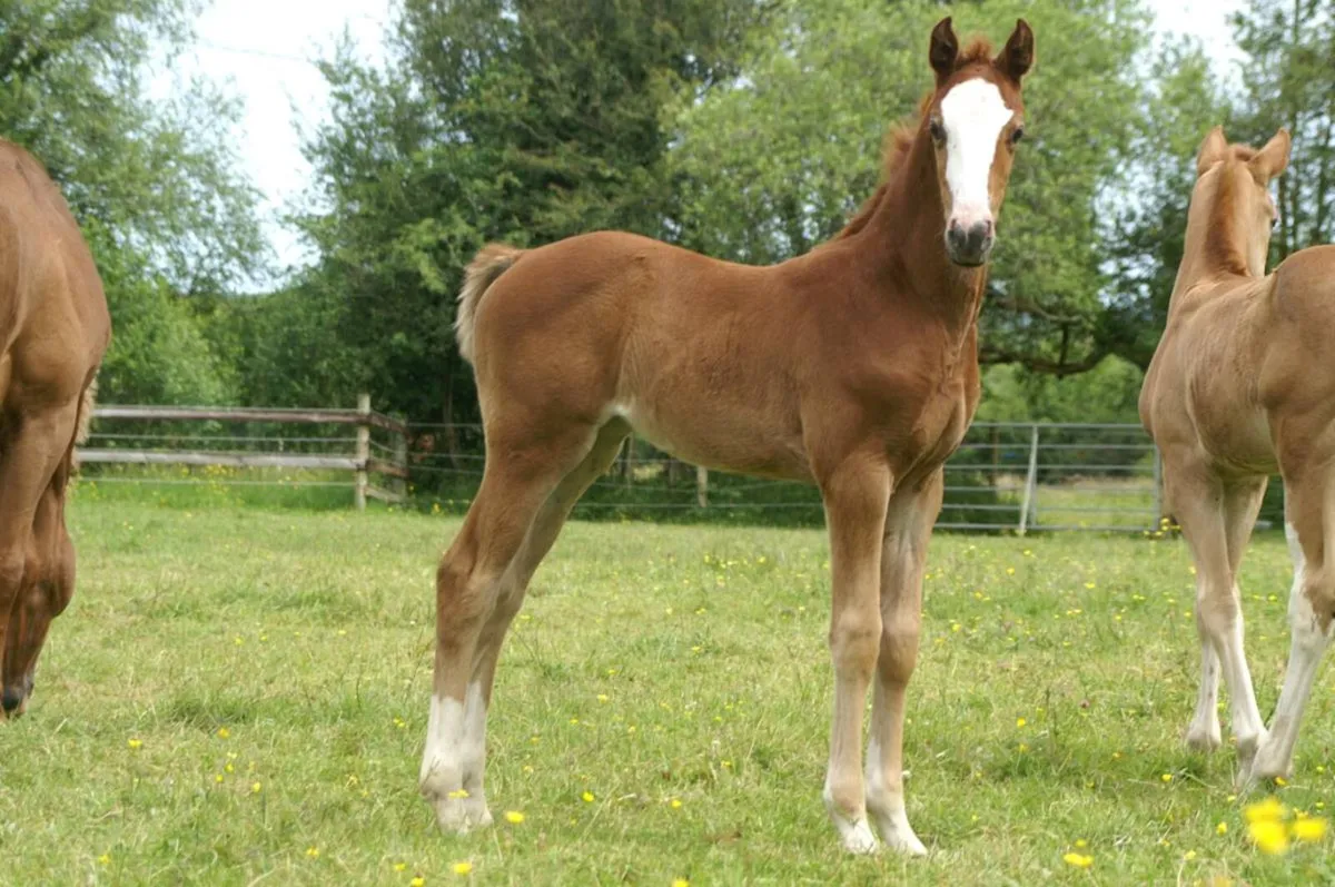 Flashy filly by Nasdaq Z - Image 3