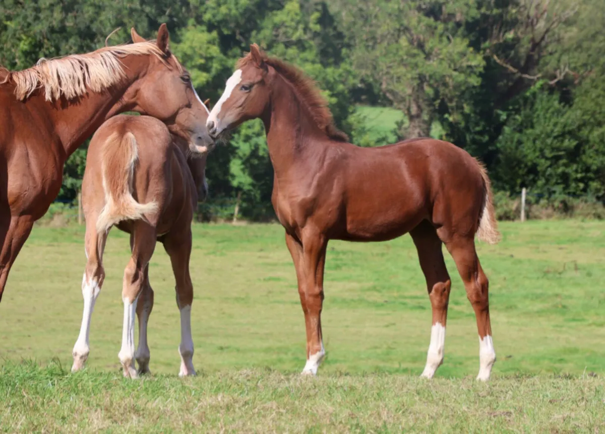 Flashy filly by Nasdaq Z - Image 1