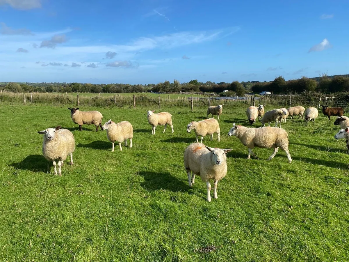 Aberfield X & Belclare X Ewe Lambs - Image 2