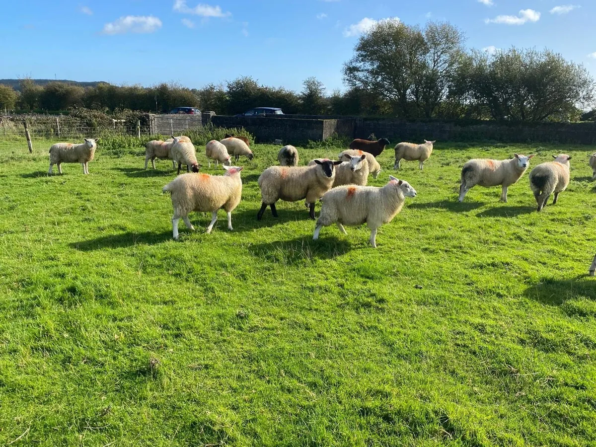 Aberfield X & Belclare X Ewe Lambs - Image 1