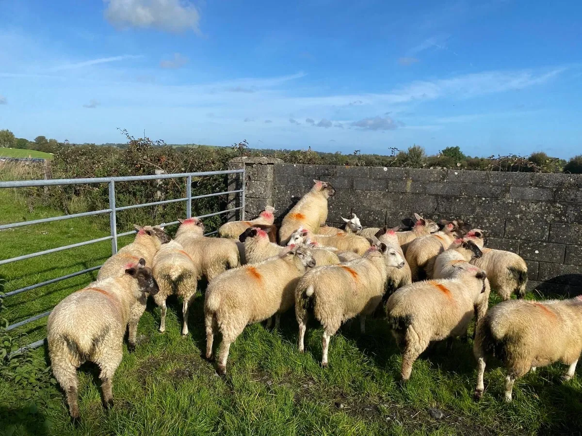 Aberfield X & Belclare X Ewe Lambs - Image 3
