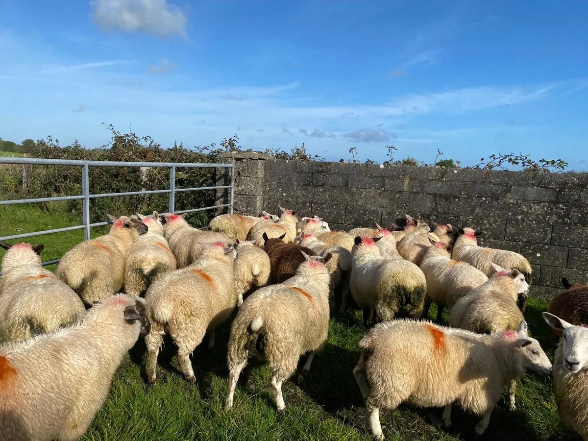 Aberfield X & Belclare X Ewe Lambs - Image 4