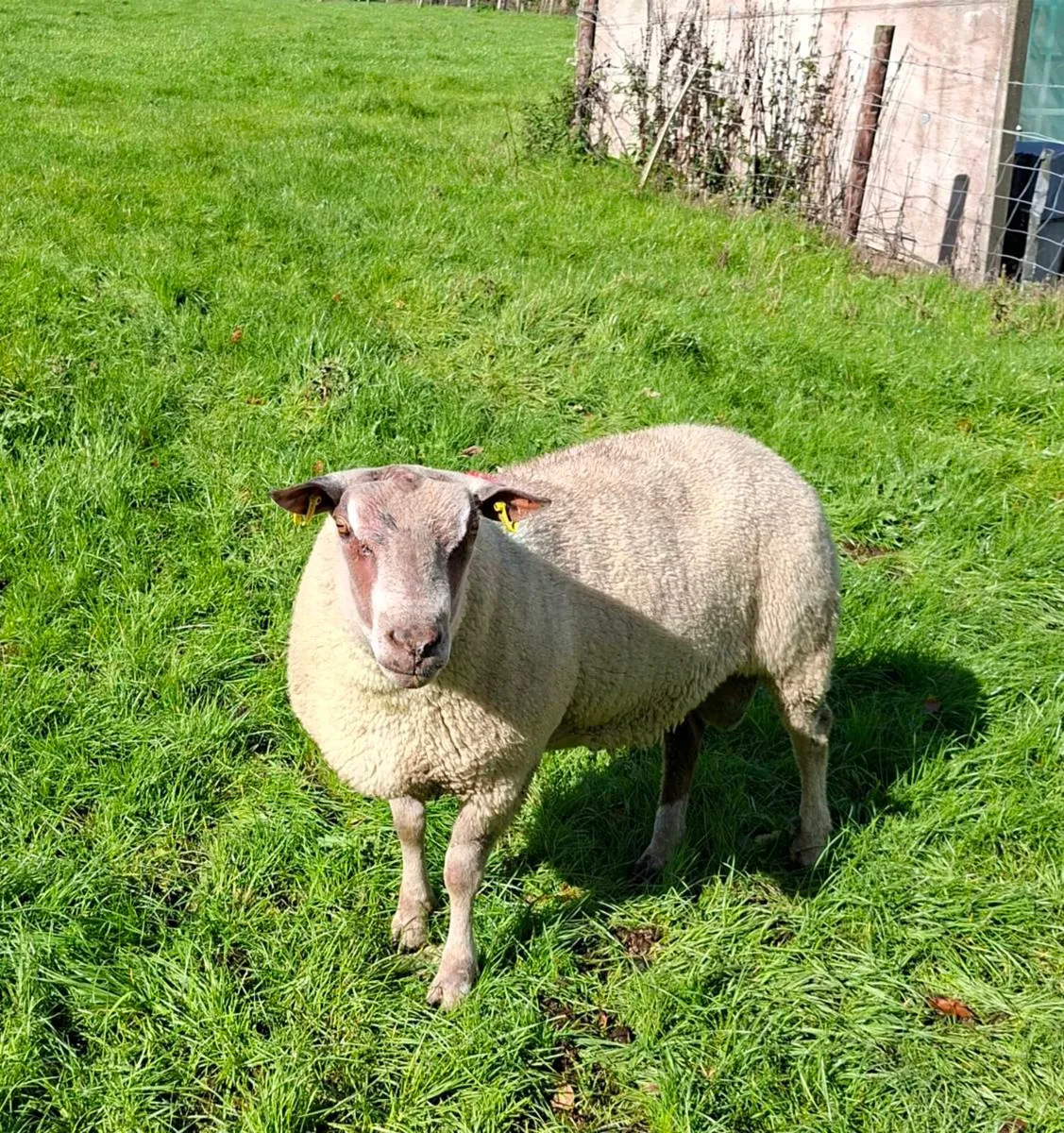 Charollais hogget ram