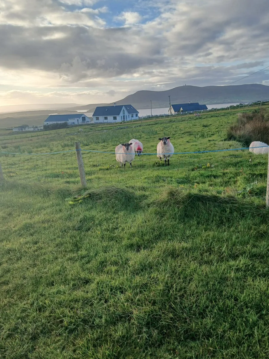 Ewe lambs - Image 2