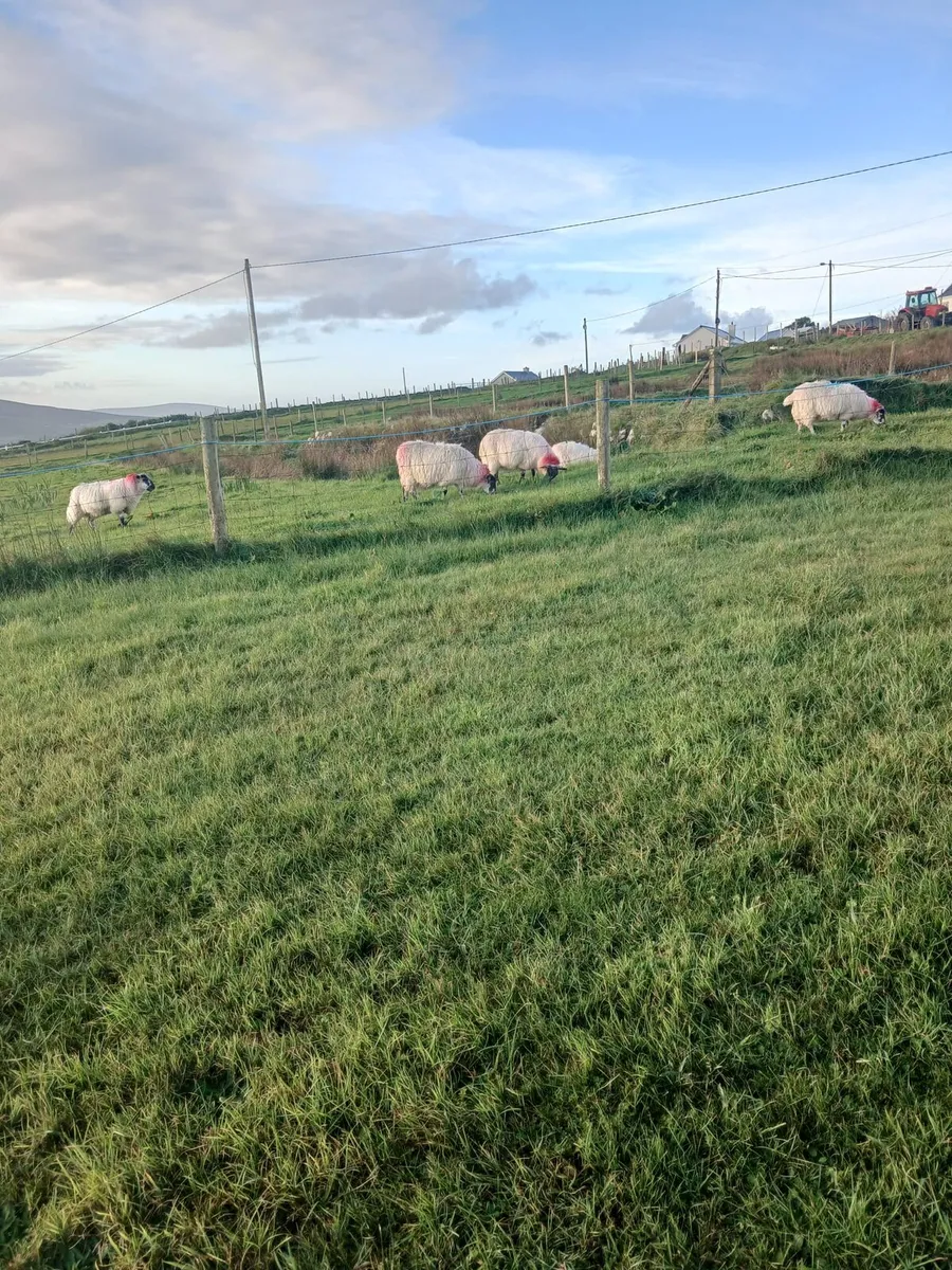 Ewe lambs - Image 3