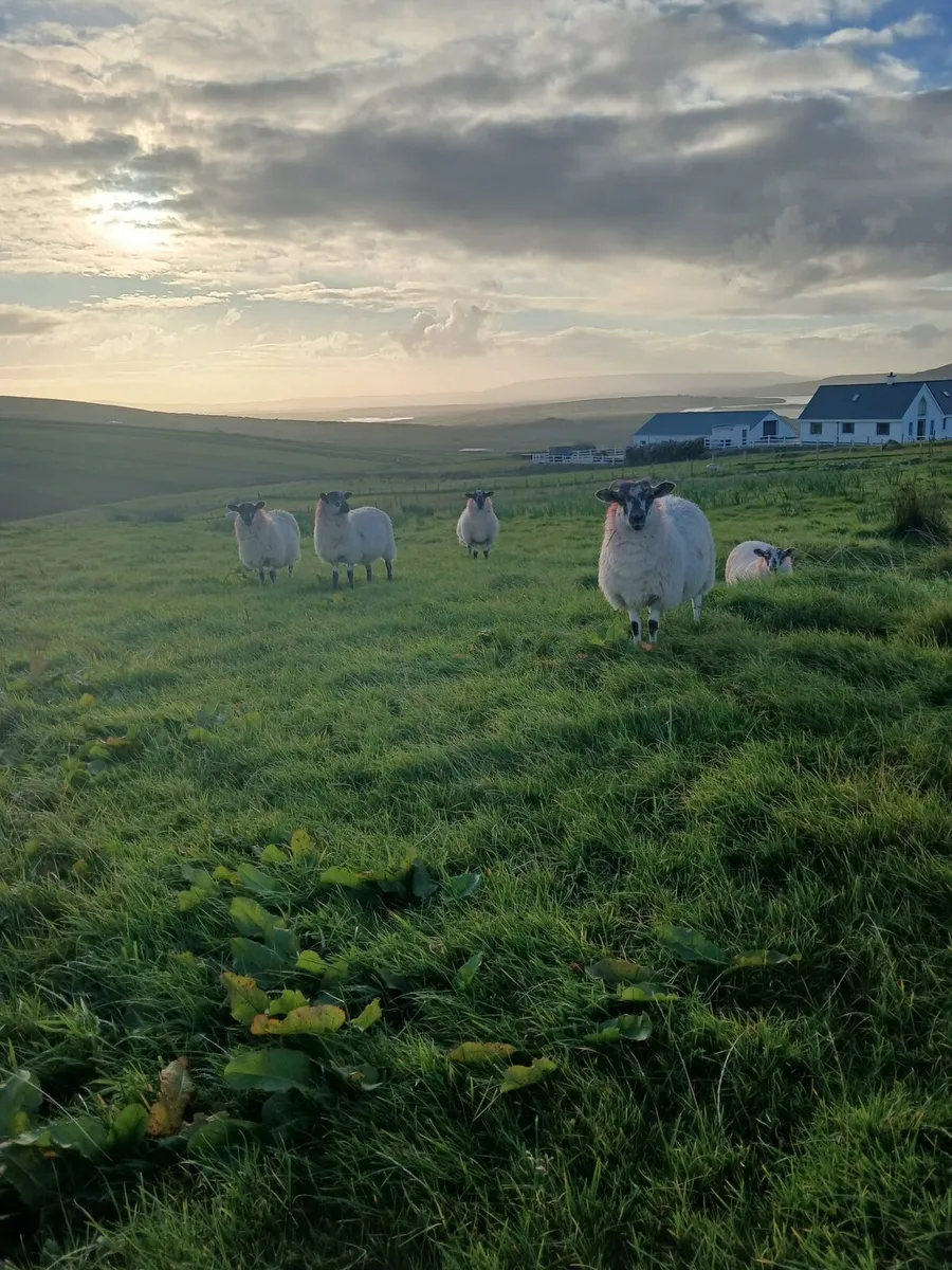 Ewe lambs - Image 1
