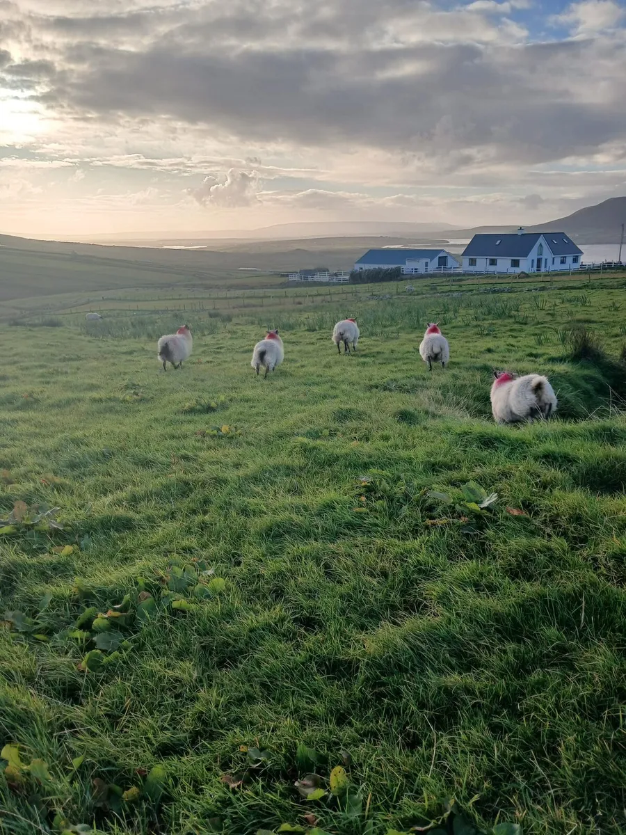 Ewe lambs - Image 4