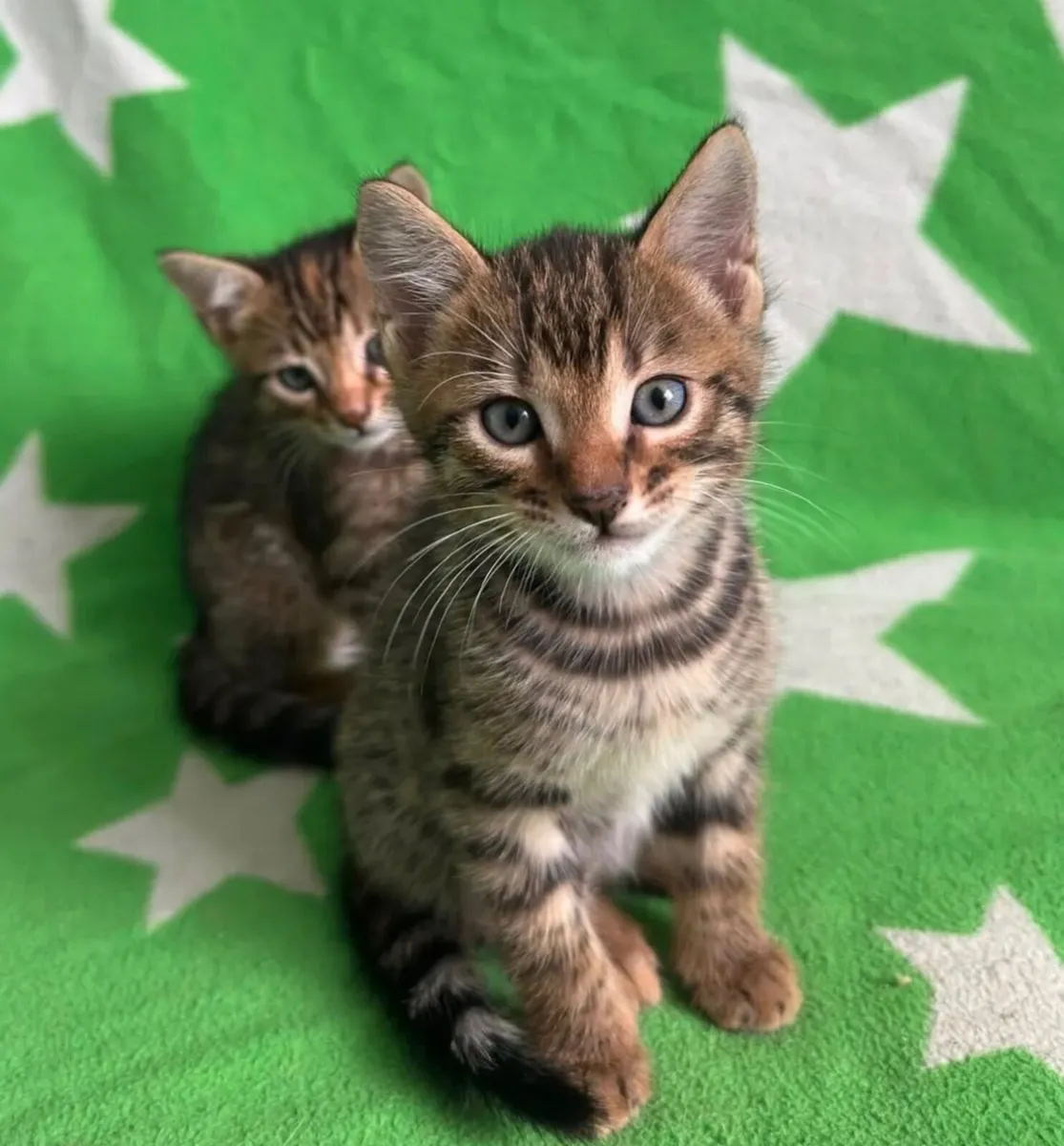 Cat - Image 1