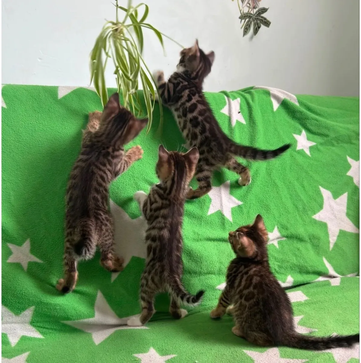 Cat - Image 2