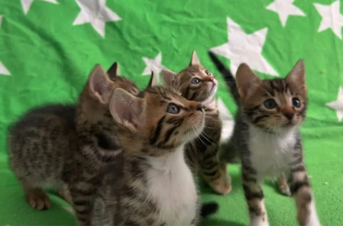 Cat - Image 3