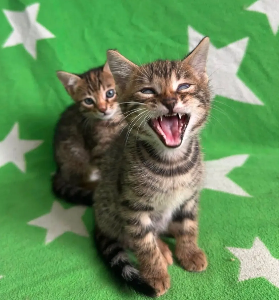 Cat - Image 4