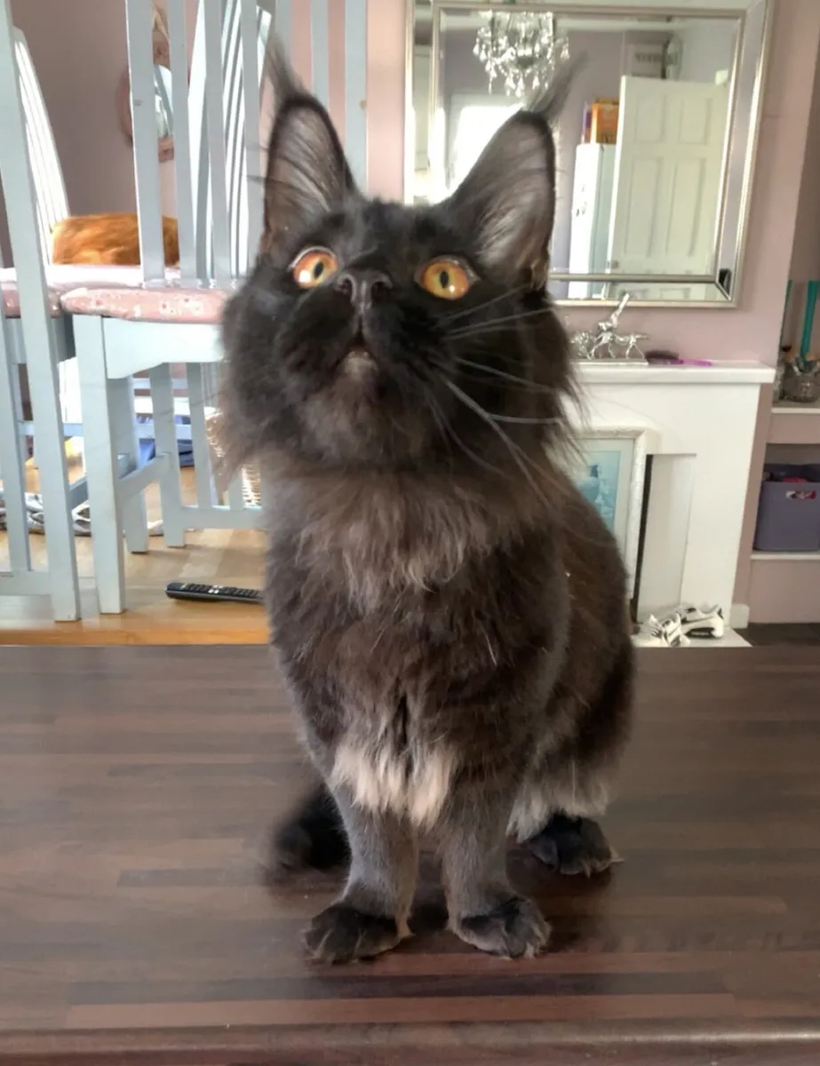 Maine coon - Image 1