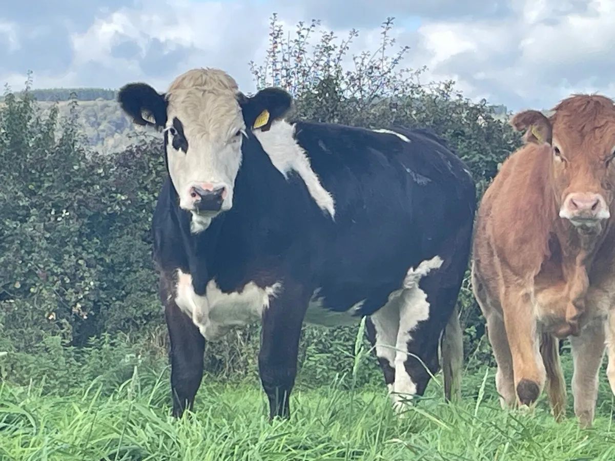Maiden Heifer - Image 1