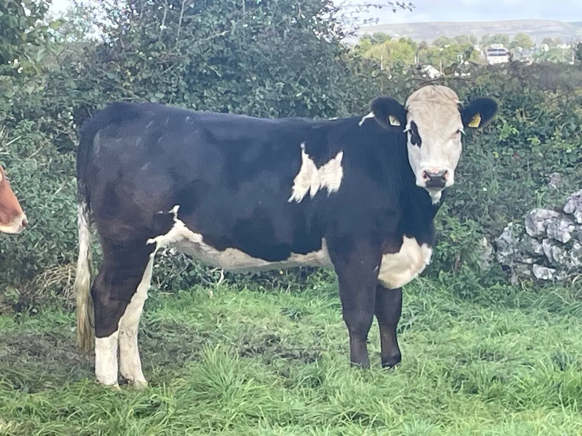 Maiden Heifer - Image 2