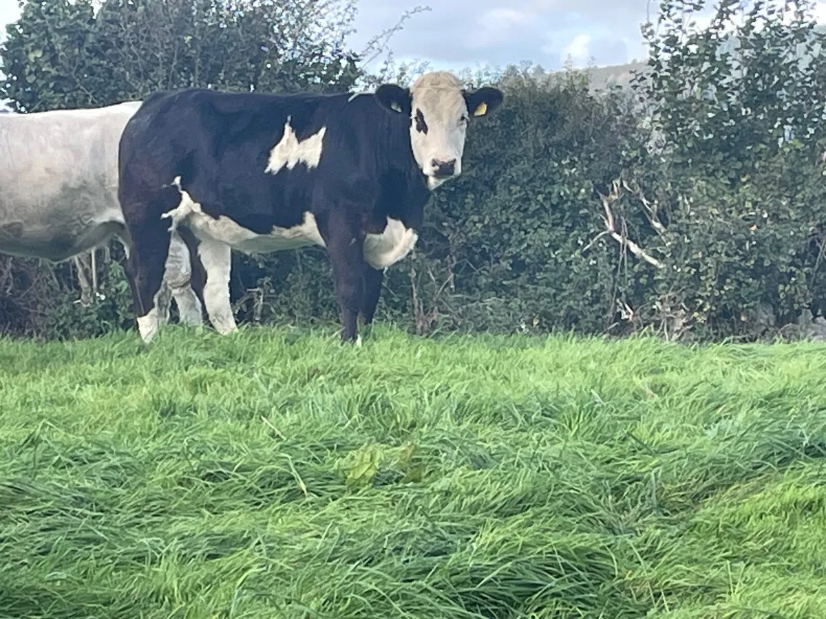 Maiden Heifer - Image 4