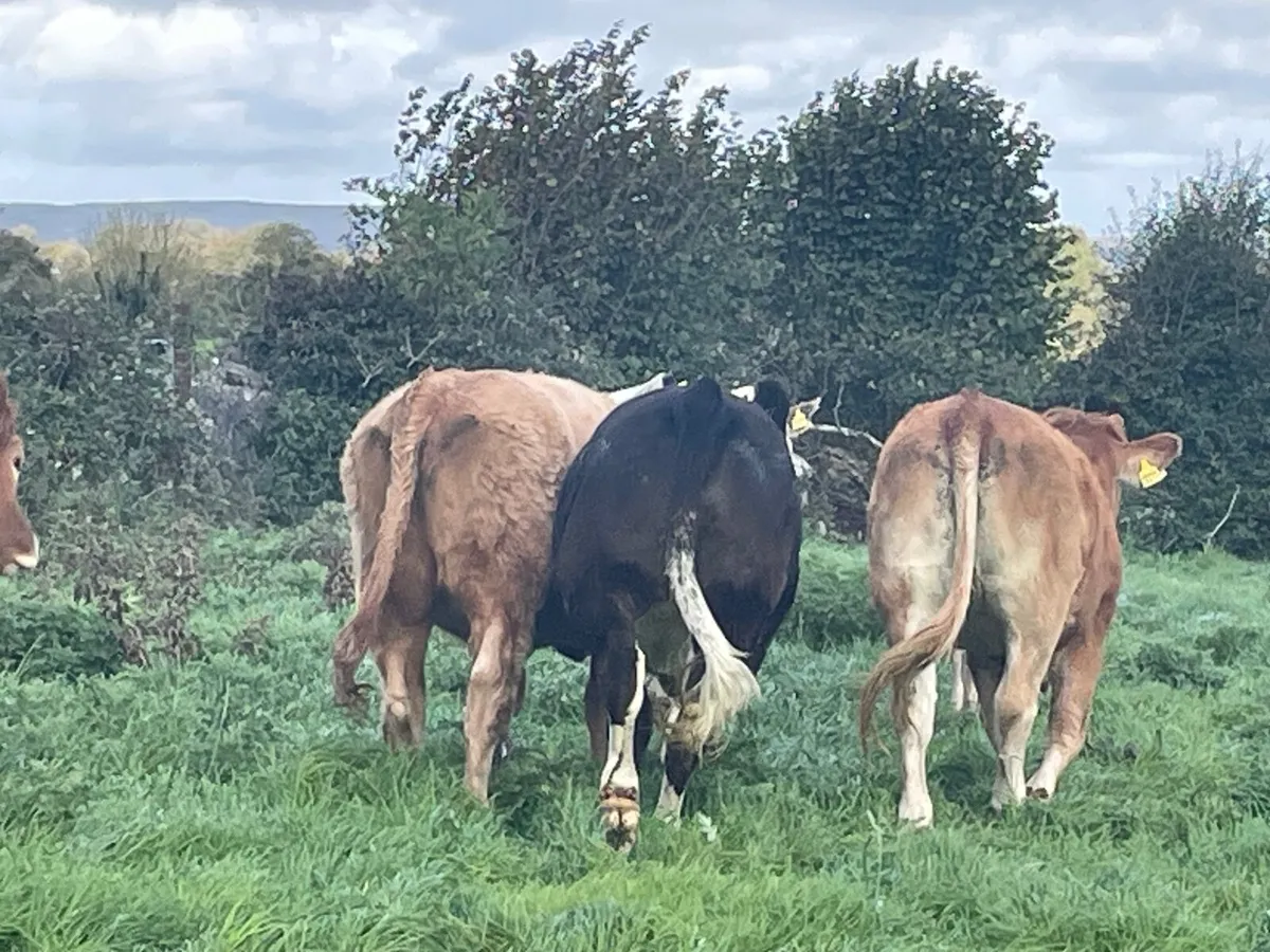 Maiden Heifer - Image 3