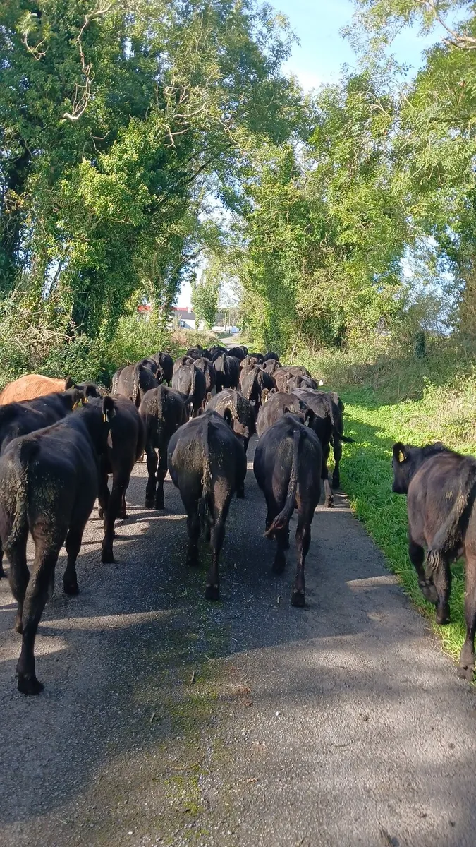 Angus bulls - Image 1