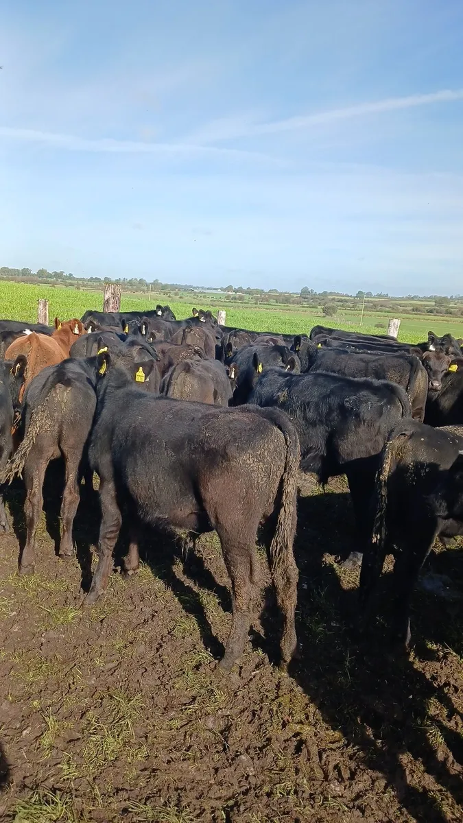 Angus bulls - Image 2