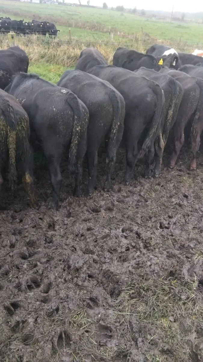Angus bulls - Image 4