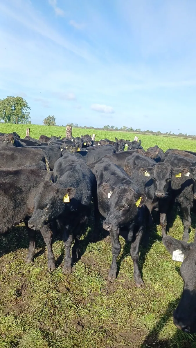 Angus bulls - Image 3