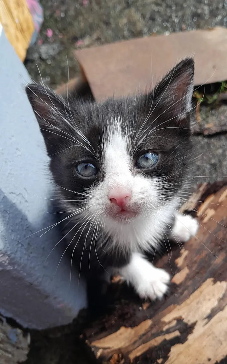 Kittens - Image 2