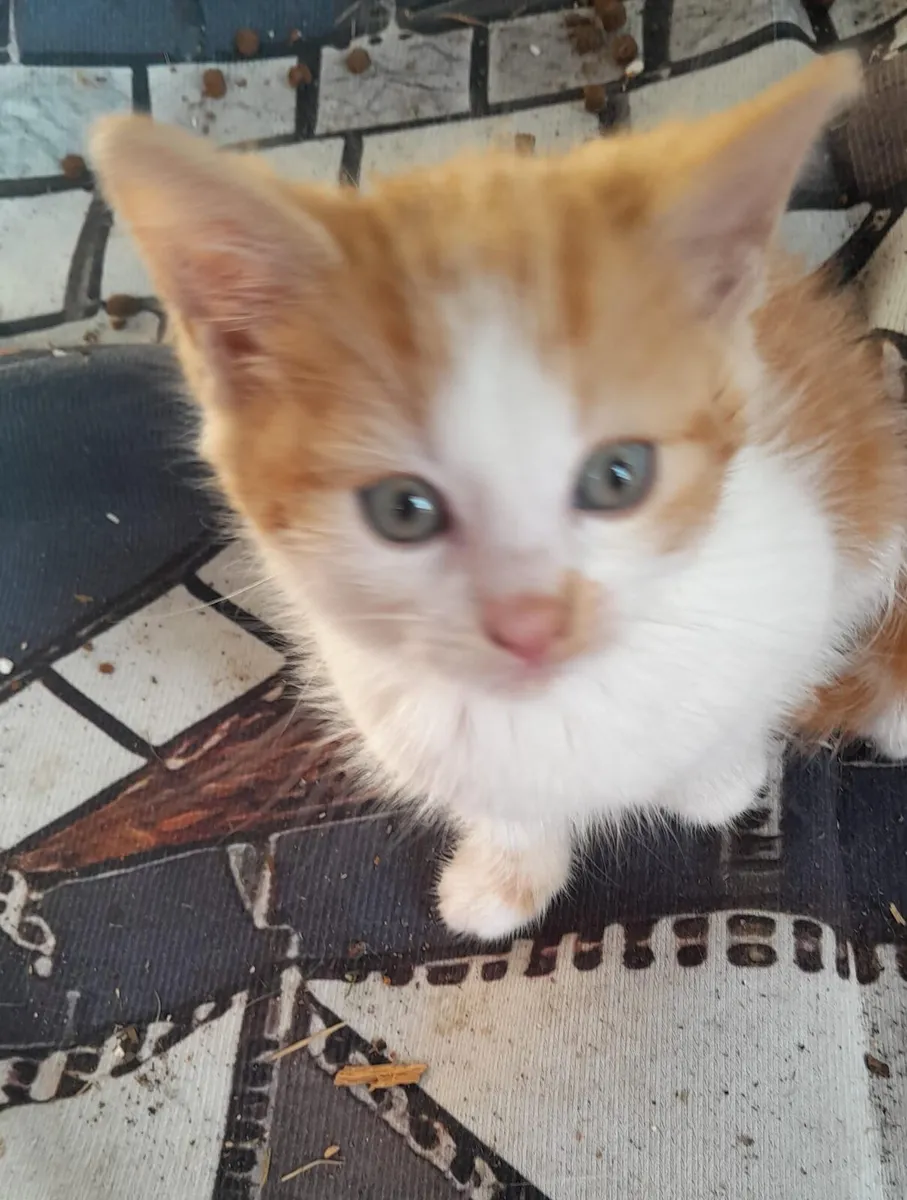 Kittens - Image 3