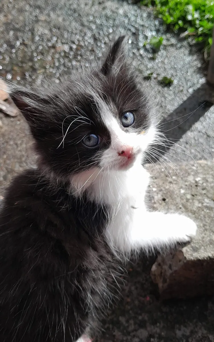 Kittens - Image 4