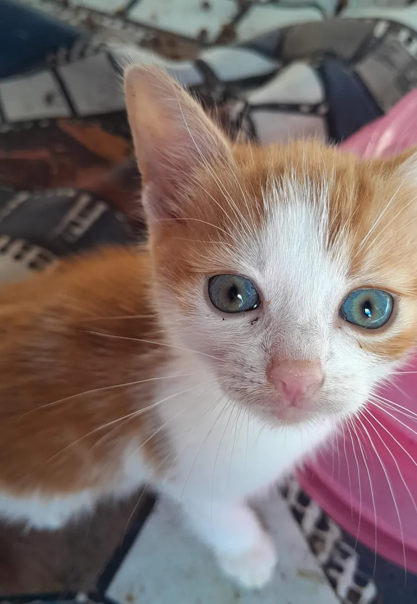 Kittens - Image 1