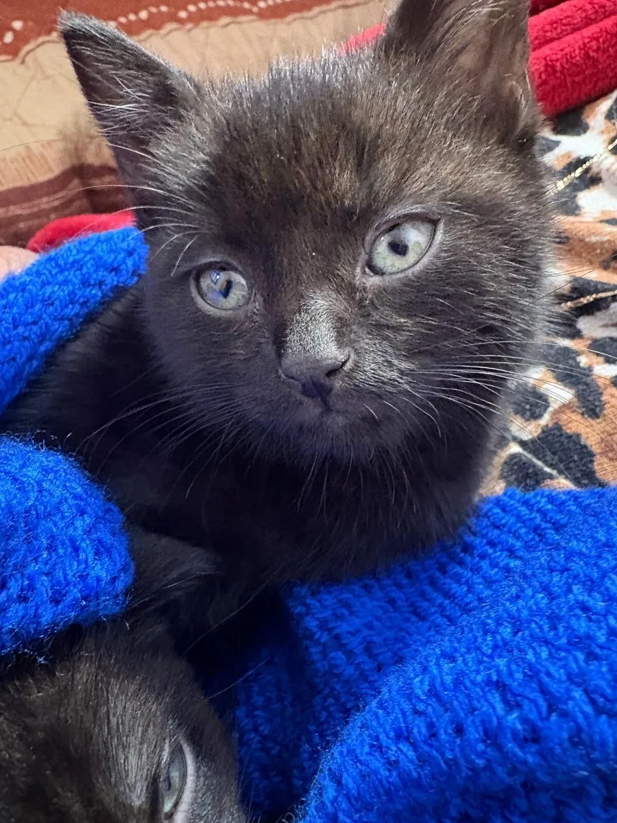 Kittens - Image 1