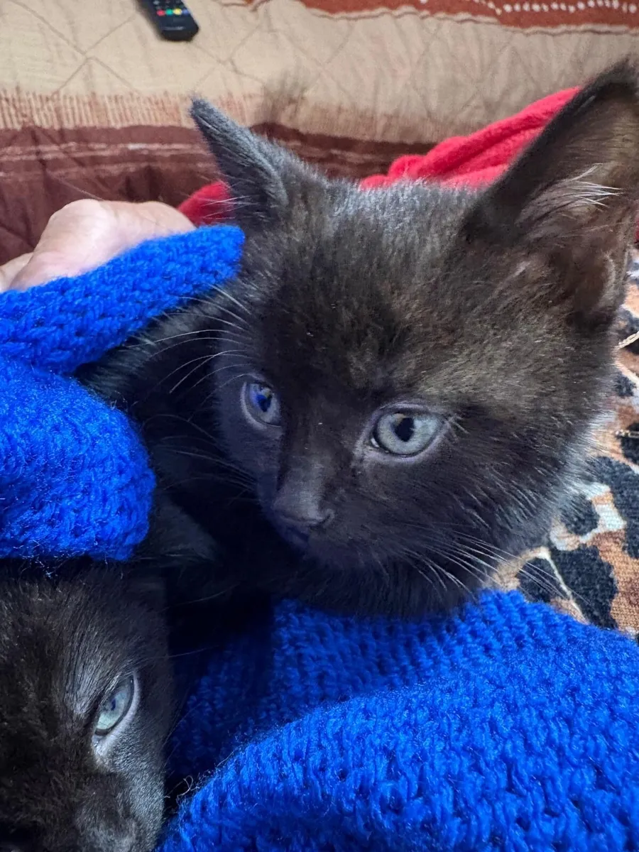 Kittens - Image 2