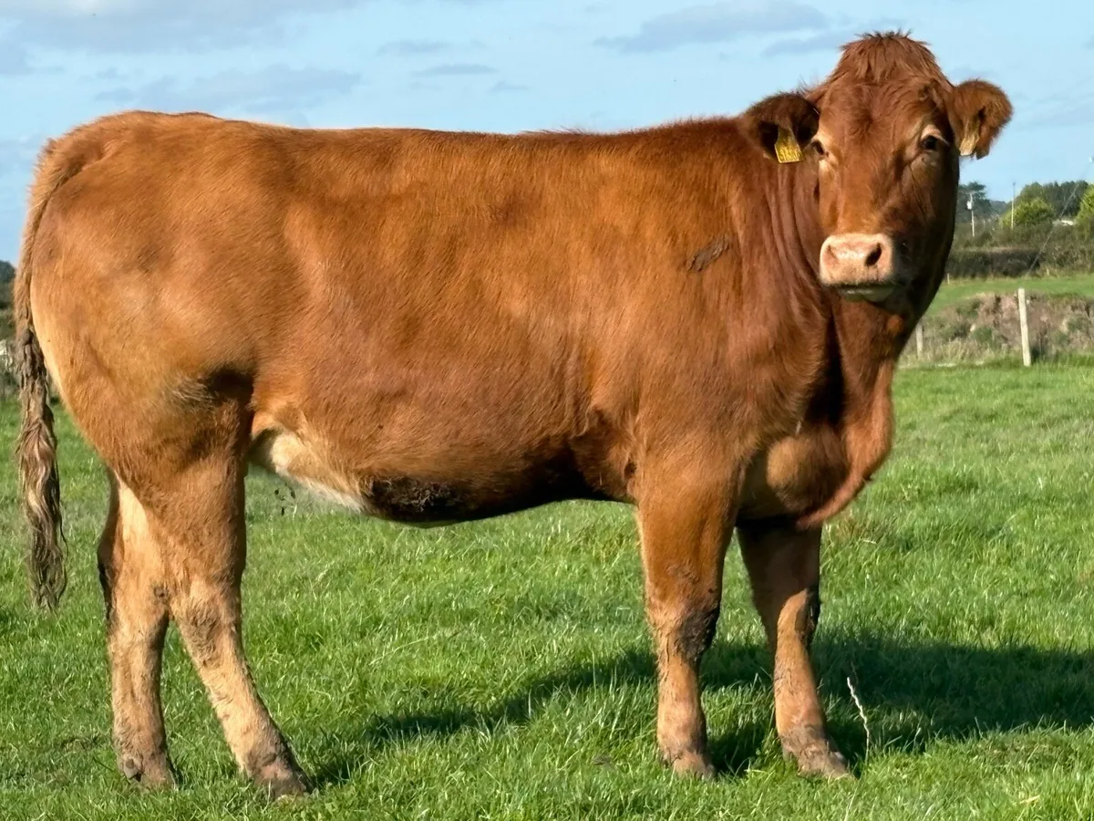 5 super limousine incalf heifers - Image 2