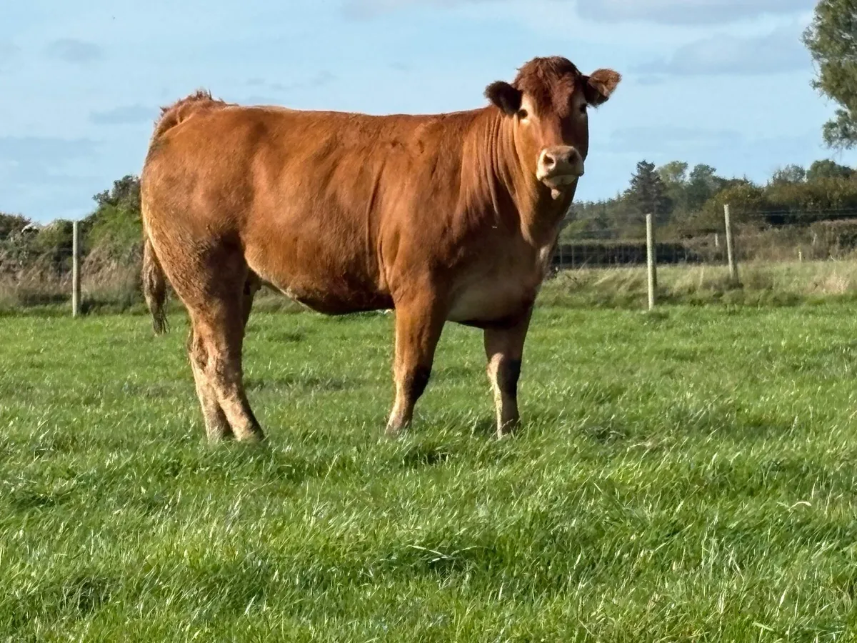 5 super limousine incalf heifers - Image 3