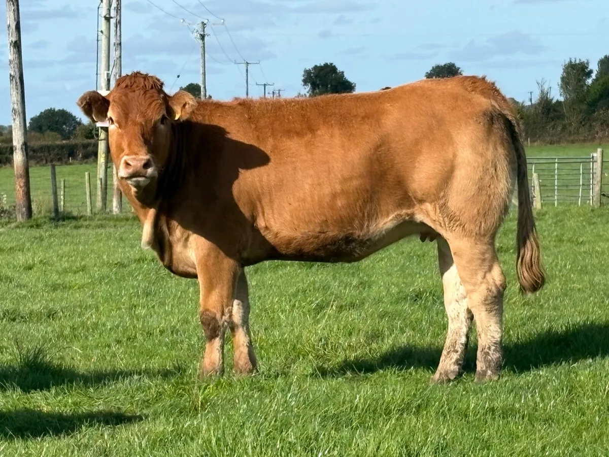 5 super limousine incalf heifers - Image 4