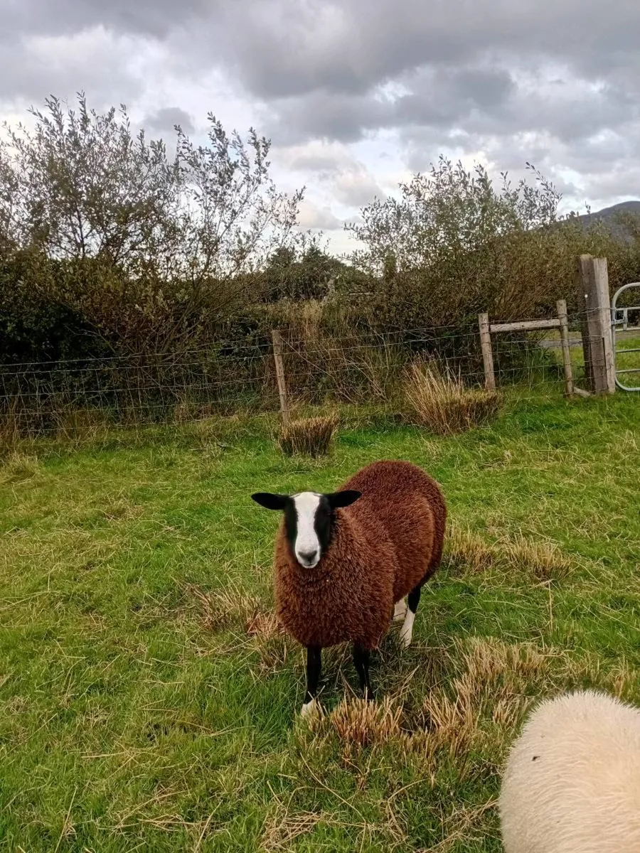 Zwartble Ram Lamb for sale - Image 1