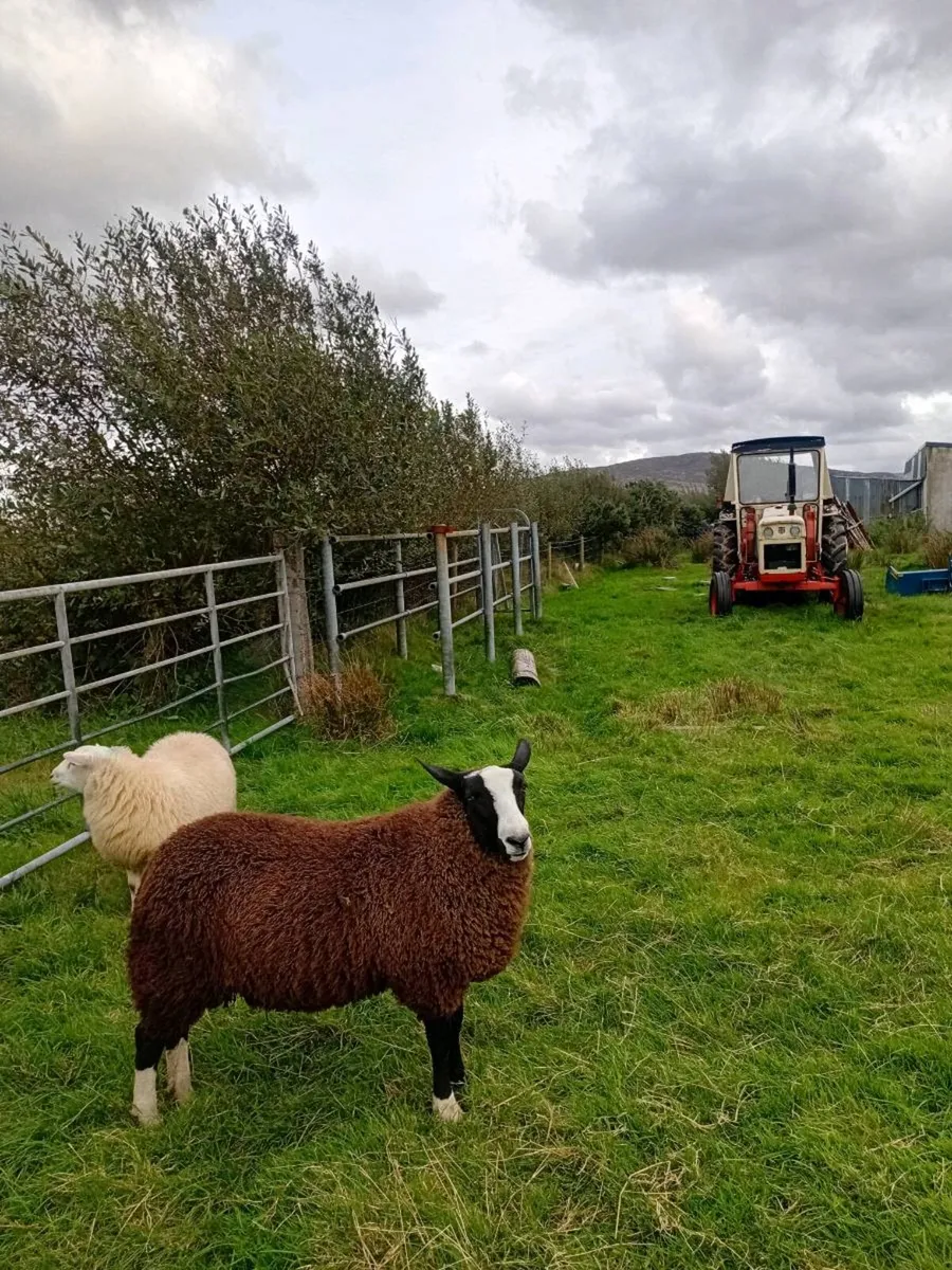 Zwartble Ram Lamb for sale - Image 2