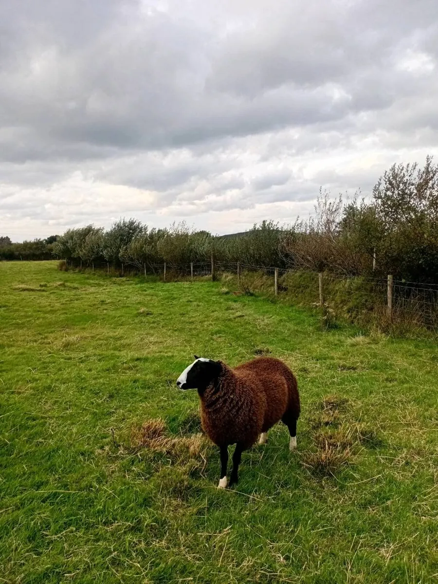 Zwartble Ram Lamb for sale - Image 3