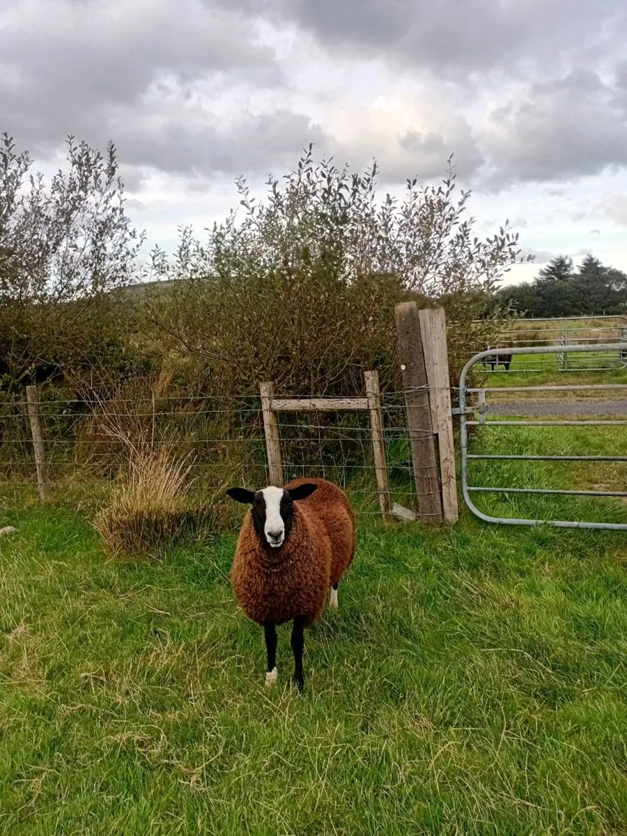 Zwartble Ram Lamb for sale - Image 4