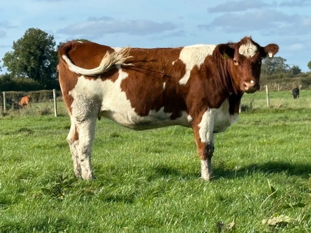 2 smashing incalf shorthorn heifers 5 stars - Image 2