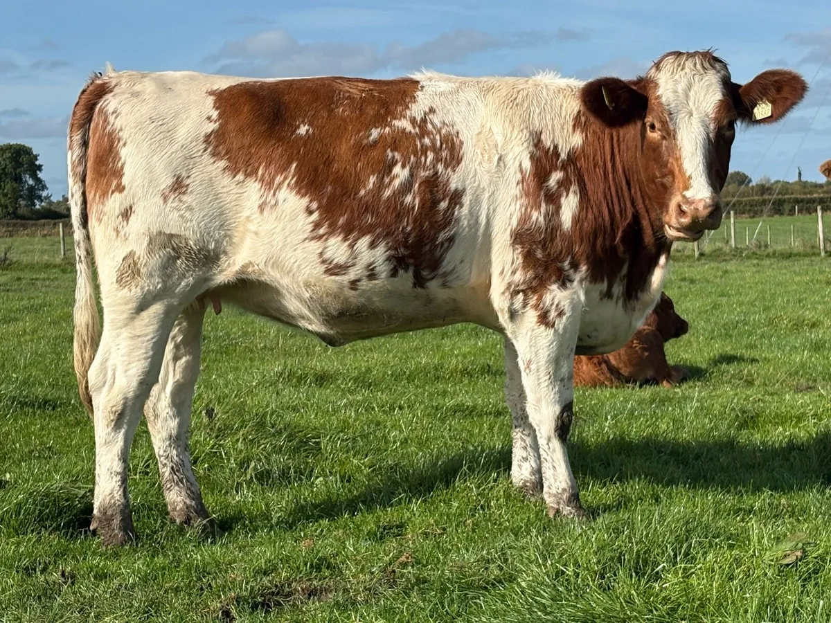 2 smashing incalf shorthorn heifers 5 stars - Image 1