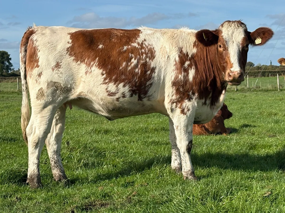 2 smashing incalf shorthorn heifers 5 stars - Image 3