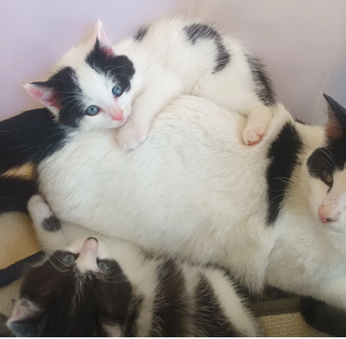 Kittens